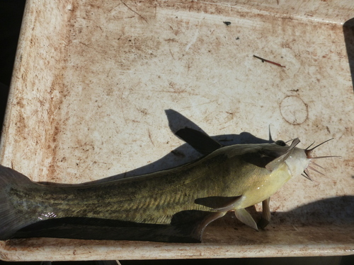 Black catfish (Neosilurus ater) — Plotosidae — 3