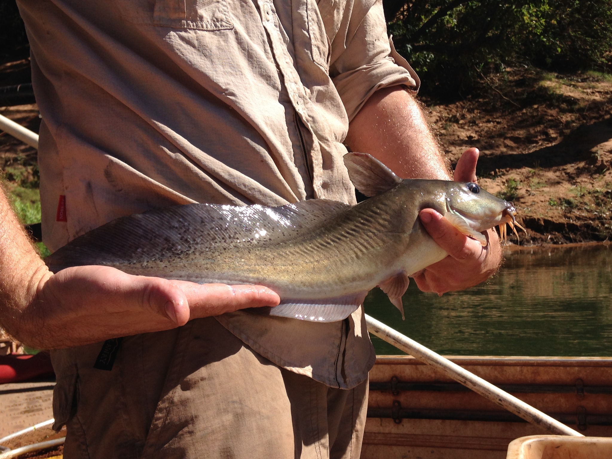 Falsespine Catfish photo 5