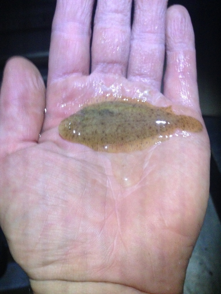 Kimberley Sole