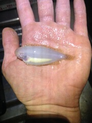 Kimberley Sole photo 2