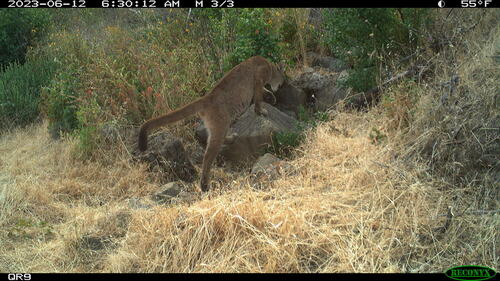 North American Mountain Lion photographed in California