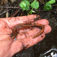 Plethodon vandykei