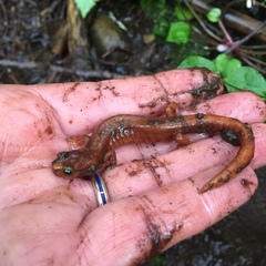 Plethodon vandykei