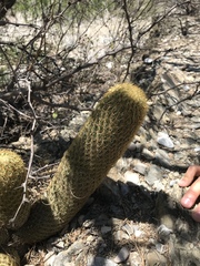 Coryphantha erecta