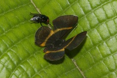 Parcella amarynthina