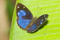 Dynamine gisella