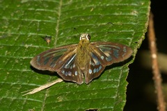 Phanus ecitonorum