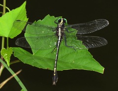 Dromogomphus spinosus