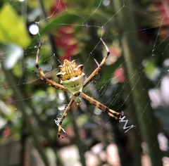 Argiope argentata
