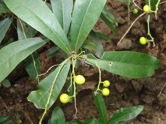 Forchhammeria pallida