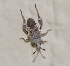 Merocoris