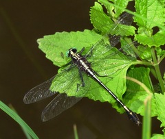 Dromogomphus spinosus