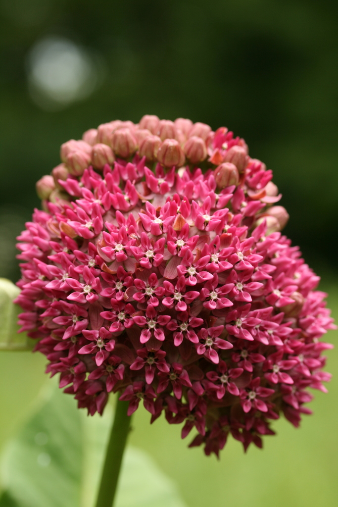 Asclepias purpurascens