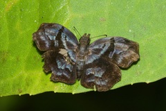 Helias phalaenoides