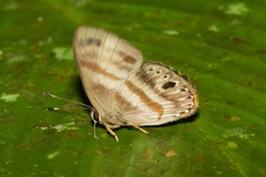 Euselasia melaphaea
