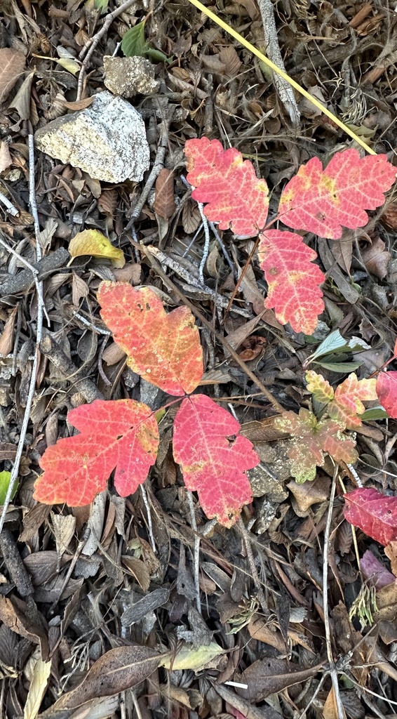 Pacific Poison Oak (Trees and Shrubs of Folsom, California) · iNaturalist