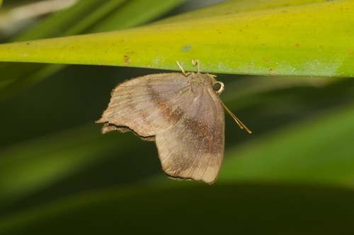 Euselasia angulata · iNaturalist Ecuador