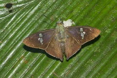 Chrysoplectrum perniciosus