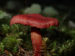 Cortinarius rubripurpuratus