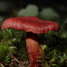 Cortinarius rubripurpuratus - Photo (c) Julie Vause, some rights reserved (CC BY-NC), uploaded by Julie Vause
