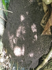 Nasutitermes corniger