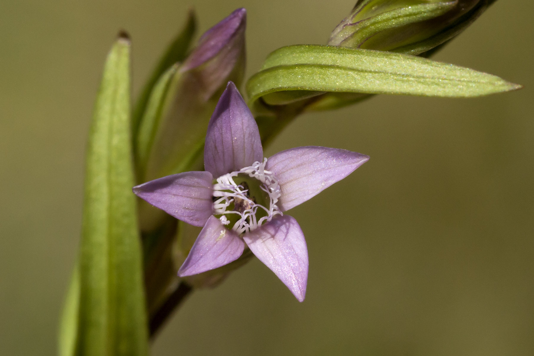 Gentianella amarella ssp. acuta
