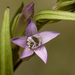 Northern Gentian - Photo no rights reserved, uploaded by Patrick Alexander