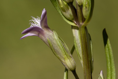 Gentianella amarella acuta