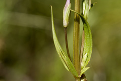 Gentianella amarella acuta
