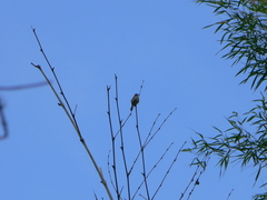 Zimmerius albigularis