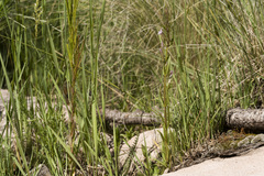 Gentianella amarella acuta
