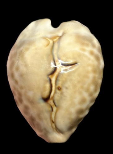 Cypraea teulerei observed 2004-06-15