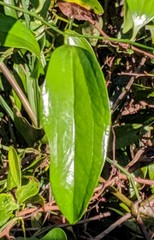 Smilax laurifolia