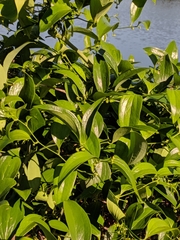 Smilax laurifolia