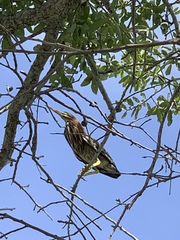 Butorides virescens image