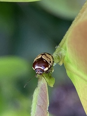 Cryptocephalus irroratus