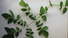 Jacaranda jasminoides