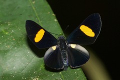 Isapis agyrtus sestus