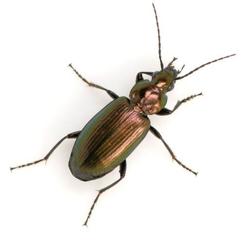 Agonum suturale photo 2