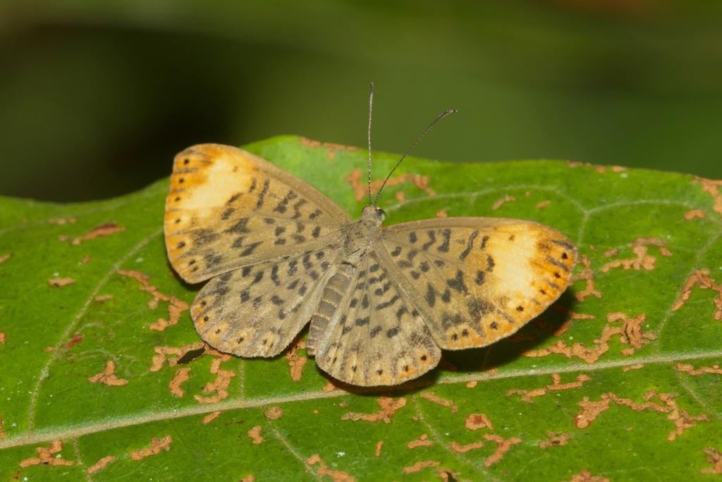 Metacharis regalis