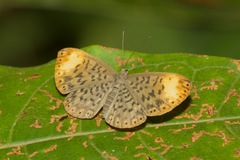 Metacharis regalis