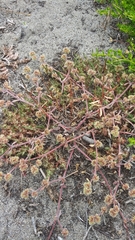 Chorizanthe cuspidata