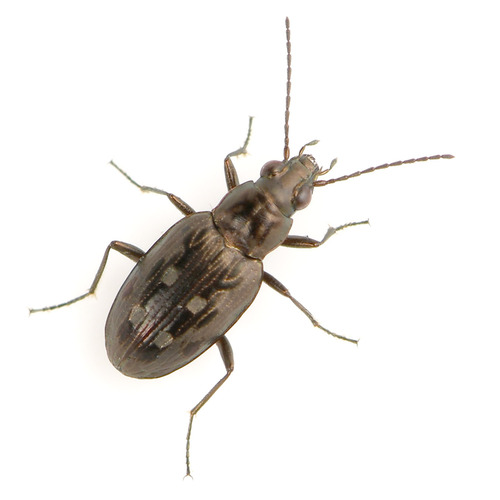 Bembidion inaequale