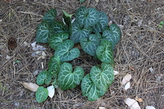 Asarum hartwegii