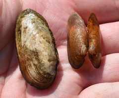 Medionidus conradicus