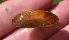 Medionidus conradicus