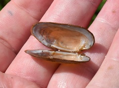 Medionidus conradicus