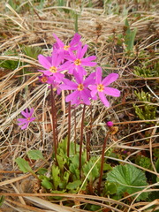 Primula cuneifolia