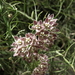 Funastrum cynanchoides hartwegii - Photo (c) Jim Morefield,  זכויות יוצרים חלקיות (CC BY)