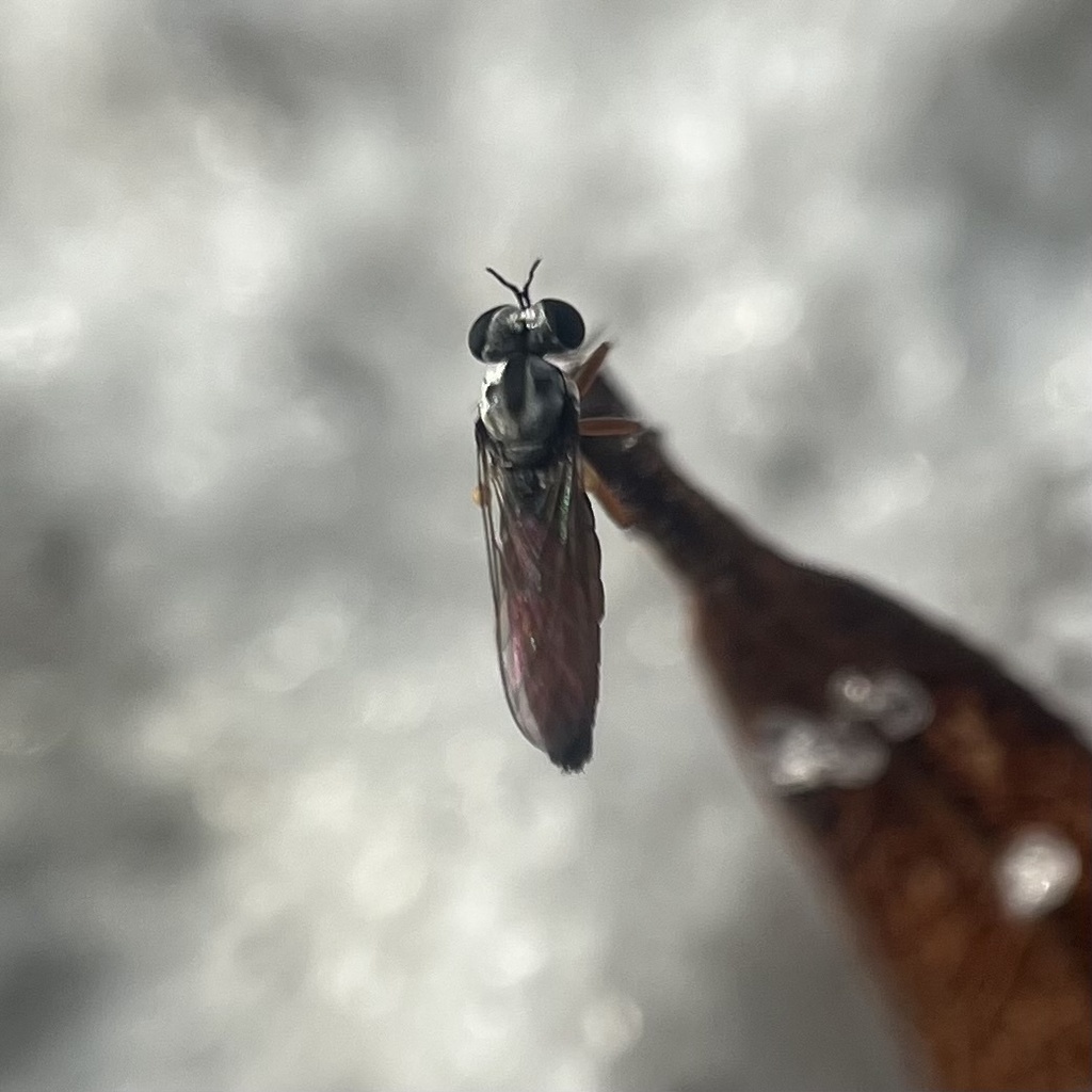 Scrub Micropirate